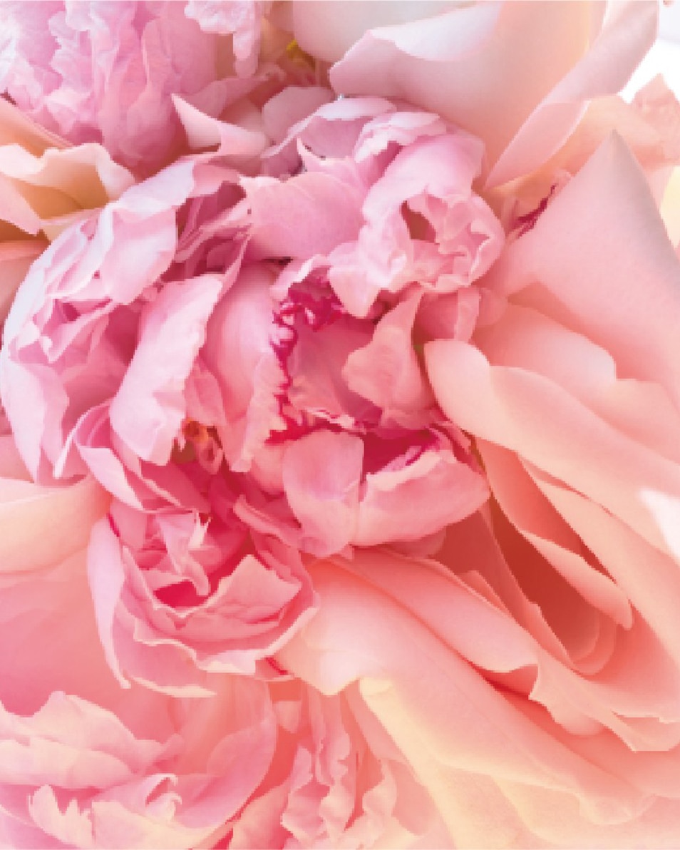 BVLGARI ROSE GOLDEA BLOSSOM DELIGHT EAU DE TOILETTE 50 ML 3