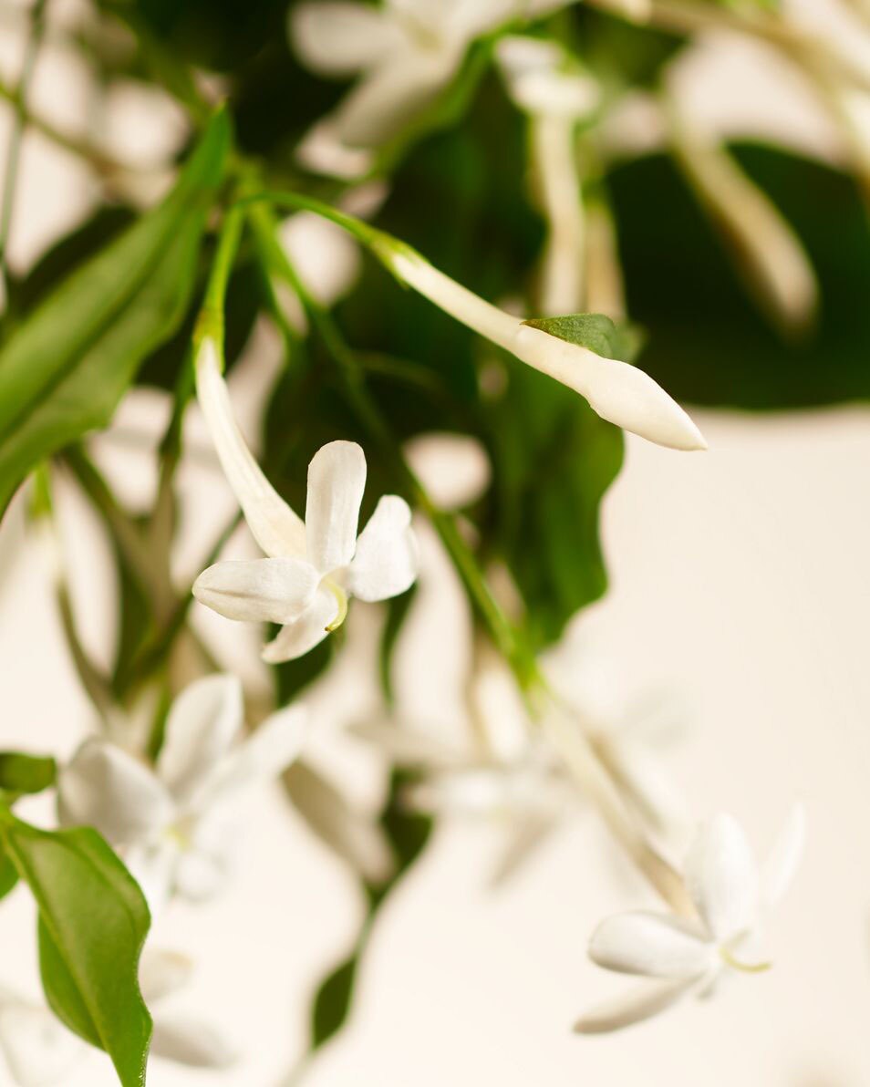 Sweet Jasmine mini bâtonnets parfumés