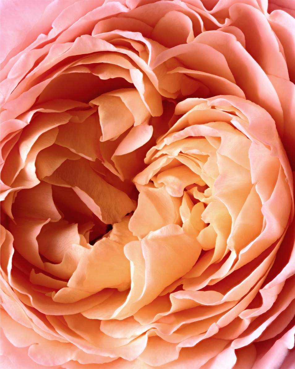 REMINISCENCE Rose Tentation Eau de parfum 50 ML 4