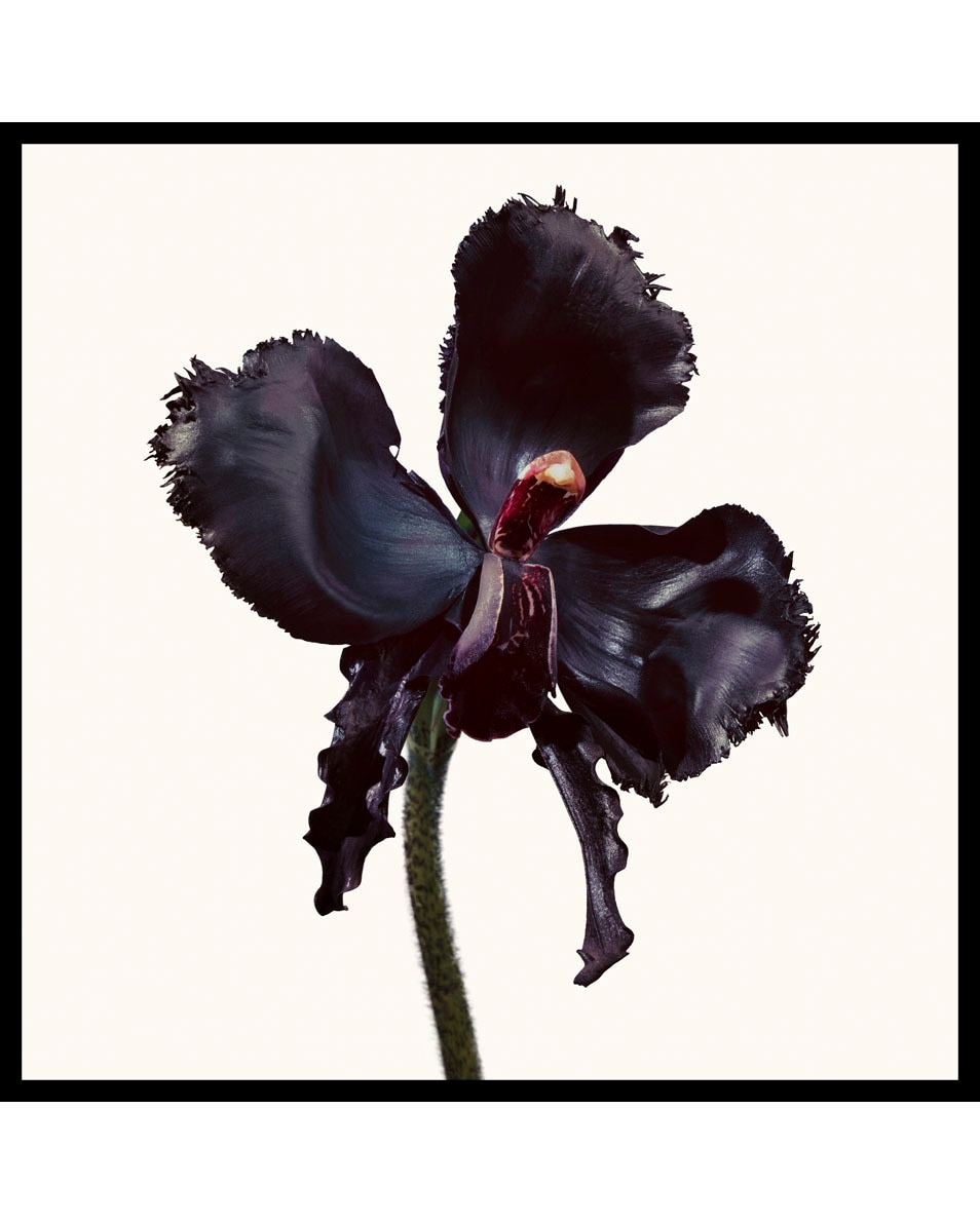 TOM FORD Black Orchid Reserve Eau de Parfum 50 ML 5