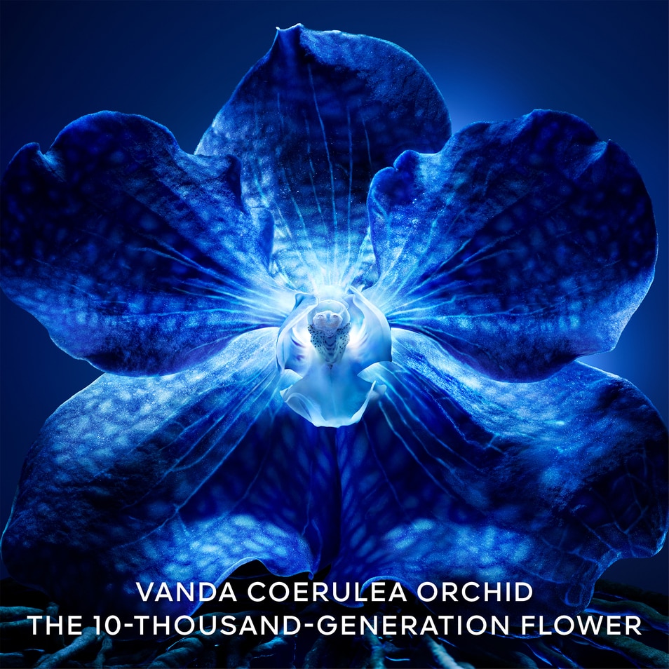 GUERLAIN ORCHIDÉE IMPÉRIALE LA CRÈME DE LONGÉVITÉ - LA RECHARGE 50 ML 5