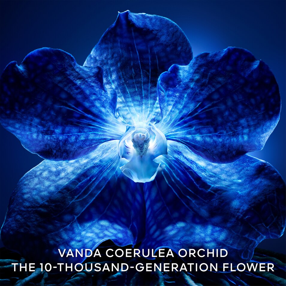 LA CRÈME RICHE DE LONGÉVITÉ – LA RECHARGE