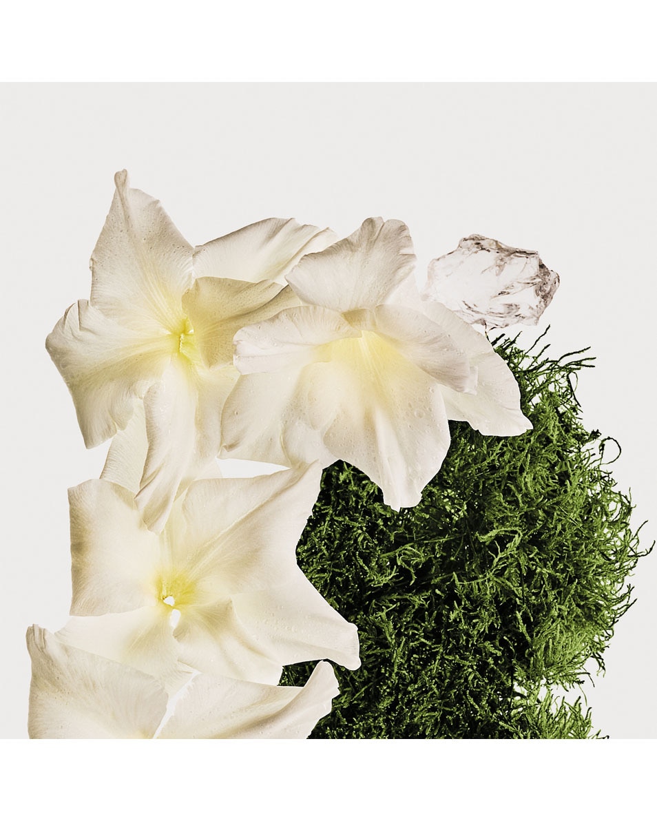 CALVIN KLEIN CK Cotton Musk Brume parfumée corps & cheveux 236 ML 2