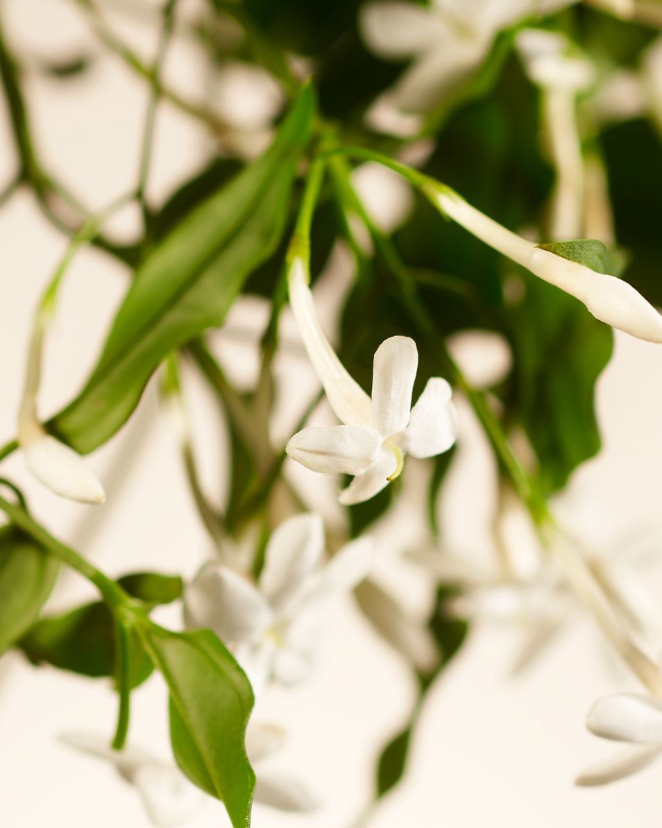 RITUALS PRIVATE COLLECTION Precious Amber parfum d’intérieur 400 ML 2